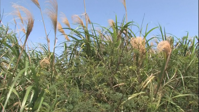 一架风车在草地上运行。视频素材