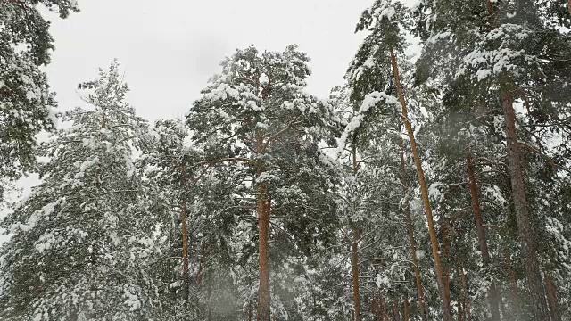 冬天的松林里，积雪覆盖着树木。视频素材