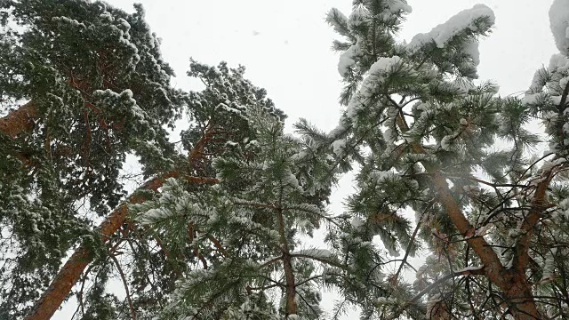 冬天的松林里，积雪覆盖着树木。视频素材