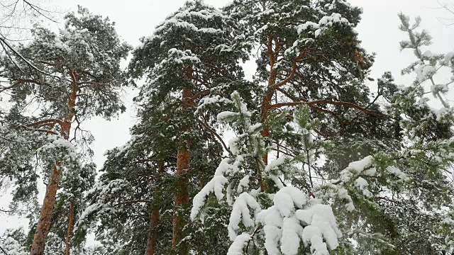 冬天的松林里，积雪覆盖着树木。视频素材