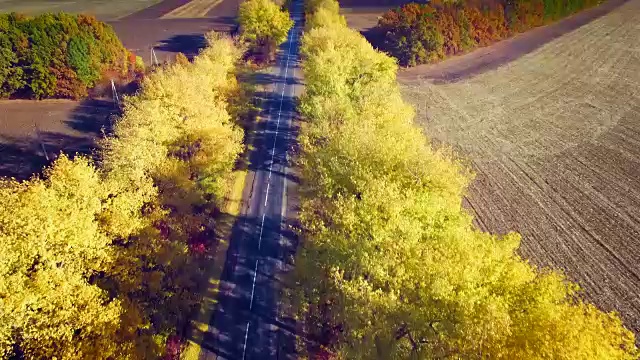 鸟瞰图的郊区道路与秋天的树木在边缘视频素材