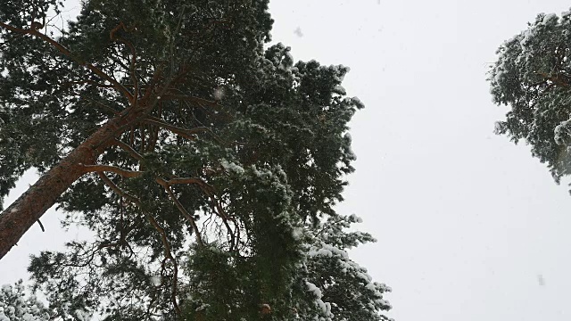 冬天的松林里，积雪覆盖着树木。视频素材