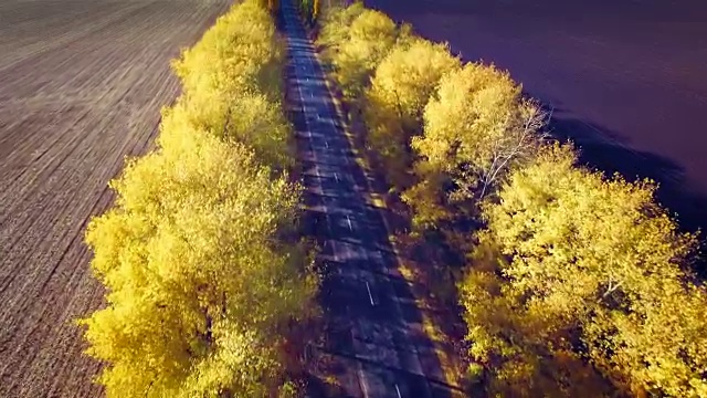 鸟瞰图的郊区道路与秋天的树木在边缘视频素材