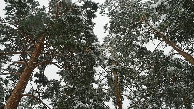 冬天的松林里，积雪覆盖着树木。视频素材