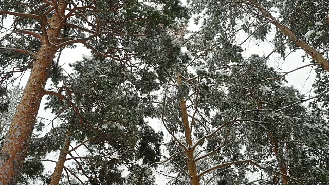 冬天的松林里，积雪覆盖着树木。视频素材