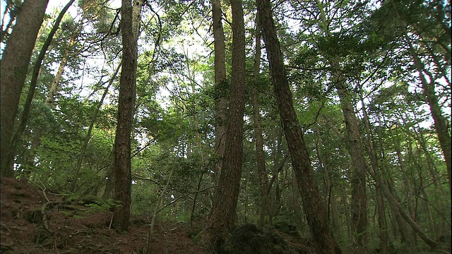 在青木原森林里，阳光透过浓密的树叶。视频素材