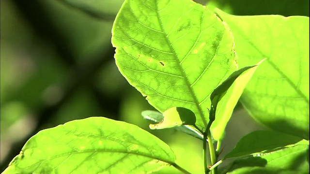 绿叶在风中飘扬。视频素材