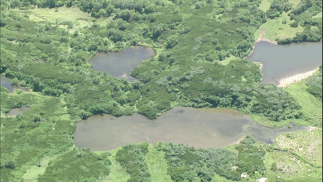 日本北海道波罗shiri山的七塘马戏团周围生长着绿色的植被。视频素材