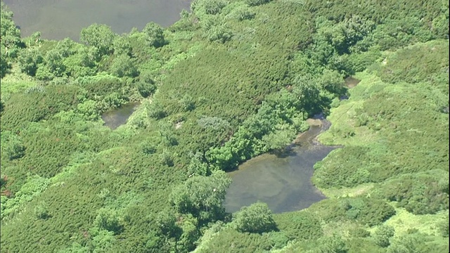 日本北海道波罗shiri山的七塘马戏团周围生长着绿色的植被。视频素材