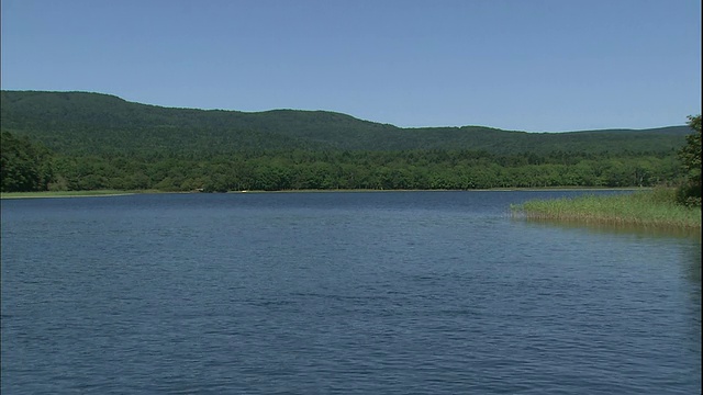 日本北海道赤岸湖的水面上泛起阵阵涟漪。视频素材