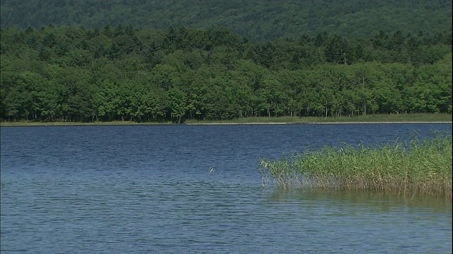 日本北海道赤岸湖的水面泛起阵阵涟漪。视频素材