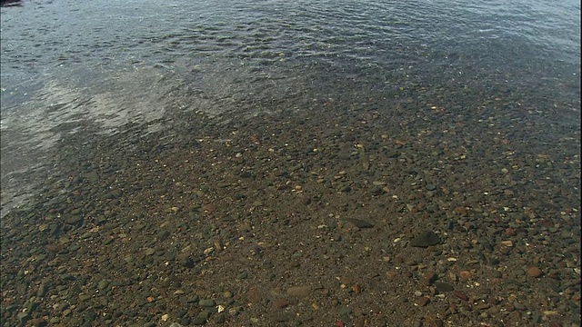 日本北海道，清澈的泉水覆盖着岸边的卵石。视频素材