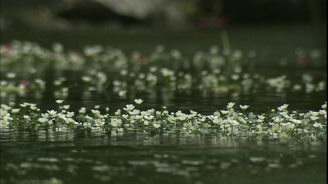 日本次生河上，水在金凤花的小花周围闪闪发光。视频素材