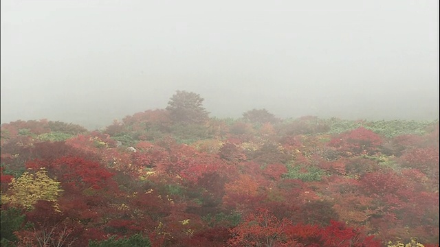 在日本枥木县的Nasu-machi，当薄雾笼罩在树上时，Nasu山被秋天的色彩所覆盖。视频素材