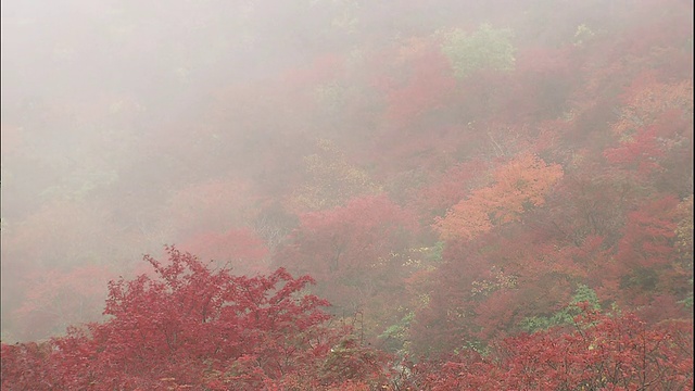 薄雾笼罩着日本纳苏山山坡上的秋日林地。视频素材