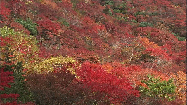 彩色的秋叶覆盖了日本的纳苏山的山坡。视频素材