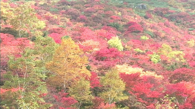 在日本枥木县的Nasu山，火山的蒸汽在秋叶后面升起。视频素材