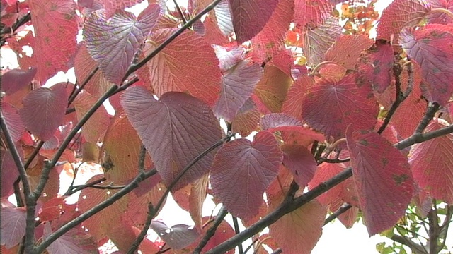 秋叶在微风中飘动在日本枥木县那须山。视频素材