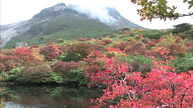 在日本枥木县那须山的冰田池塘附近，一棵带着秋叶的树在摇摆。视频素材