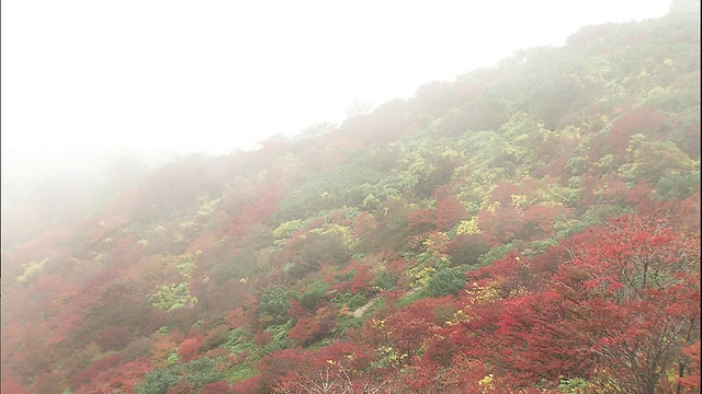 浓雾笼罩着纳苏山秋日的山坡。视频素材