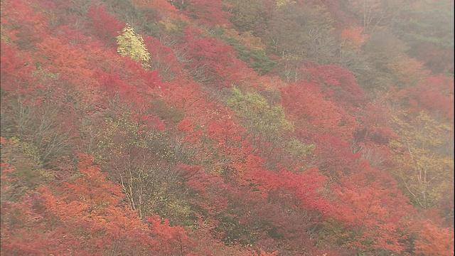 一层薄雾笼罩在日本纳苏山山坡上郁郁葱葱的秋树上视频素材