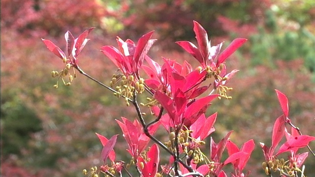 秋天的一天，在日本枥木县的Nasu山，一根带着粉红色叶子的树枝在摇摆。视频素材