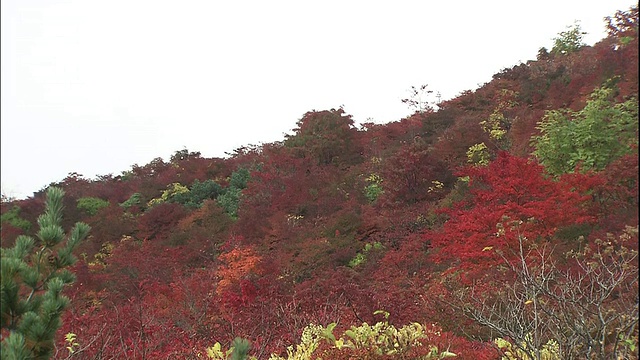 秋叶覆盖着日本枥木县那须山的山坡。视频素材