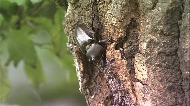 一只甲虫、其他昆虫和一只紫色大帝王蝶正在吸食树液。视频素材