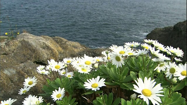 海风吹拂着日本雏菊。视频素材