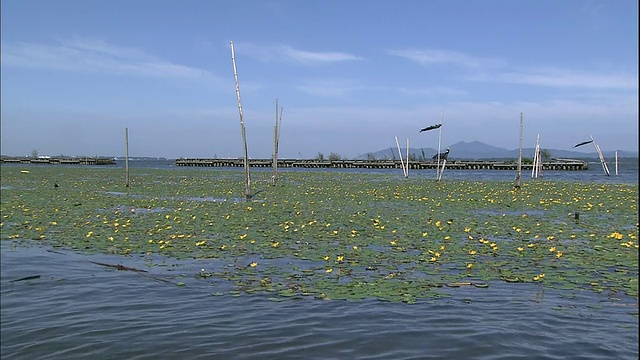 碧波荡漾着霞光湖上的一颗颗漂浮的心。视频素材