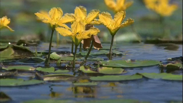 盛开的心漂浮在日本霞光湖的水流上。视频素材