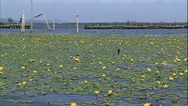 漂浮的心百合叶子漂浮在霞光湖的波浪上。视频素材