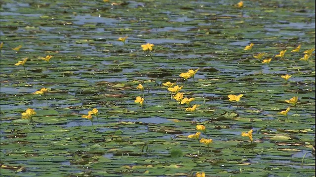 浮心在霞光湖上飘荡。视频素材