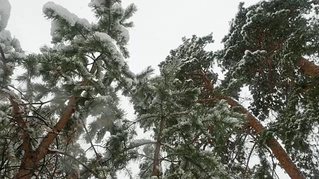 冬天的松林里，积雪覆盖着树木。视频素材