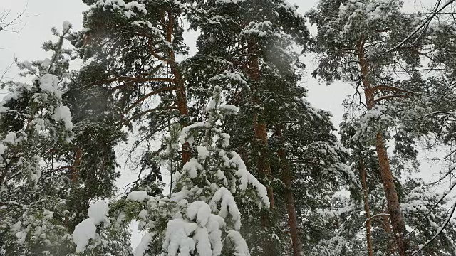 冬天的松林里，积雪覆盖着树木。视频素材