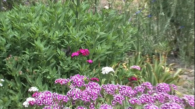 一只中国风车蝴蝶正在吸食粉红色花朵的花蜜。视频素材