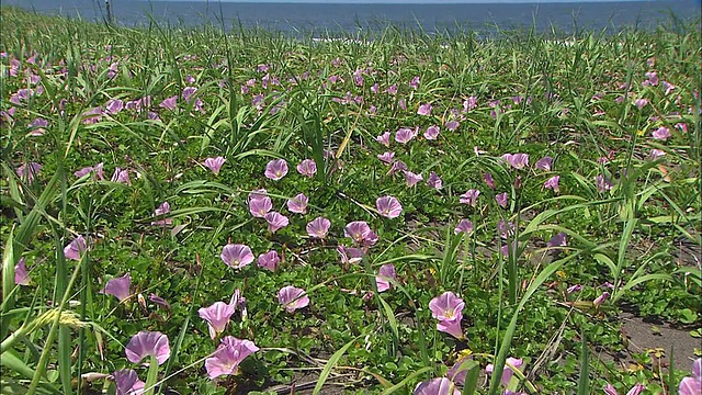 日本石kari海岸，假旋花盛开。视频素材