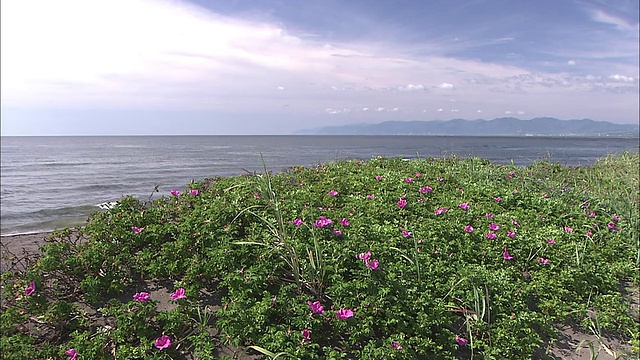 初夏时节，日本北海道的石kari海岸上，蔷薇繁盛。视频素材