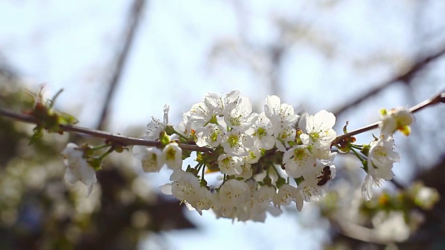 樱花树春天的花朵视频素材