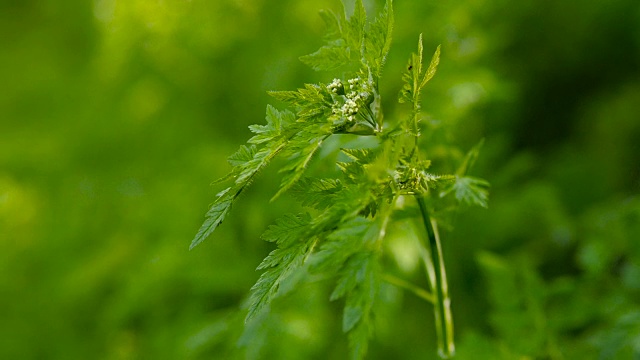 户外一株绿叶植物的特写镜头。浅景深视频素材