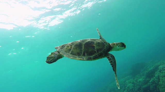 海龟游泳视频素材