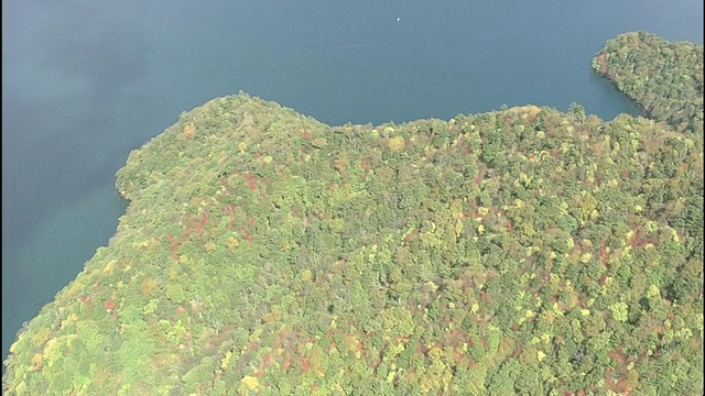 森林在日本日光的中禅寺湖岸边茁壮成长。视频素材