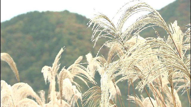 日本潘帕斯草在风中摇曳。视频素材