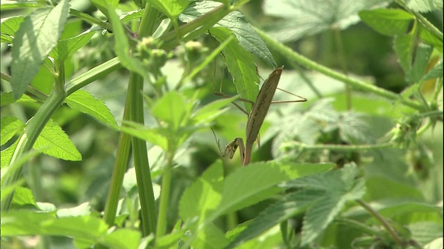 在日本平冢，一只螳螂沿着随风摇摆的树叶飞行。视频素材