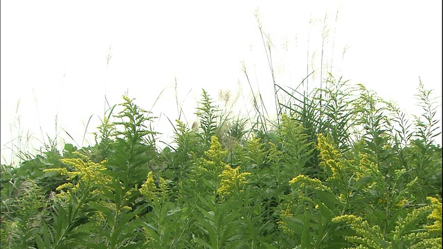 黄花和日本潘帕斯草在田野里随风摇摆。视频素材