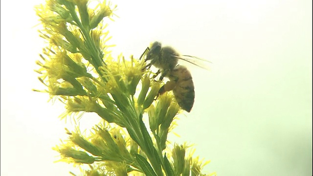 一只蜜蜂在吃黄花植物的花蜜。视频素材