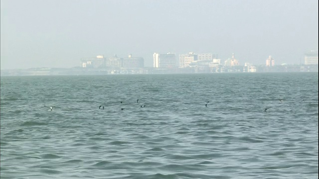 水鸟在日本大津琵琶湖上内德滨高楼的海市蜃楼前飞翔。视频素材