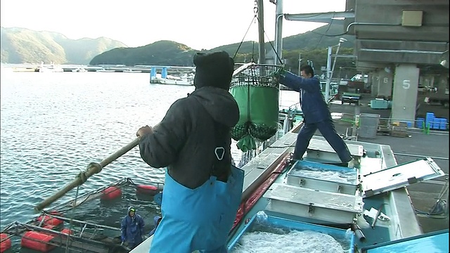 在日本斋木，渔民们把黄尾鱼放到一辆活鱼车里。视频素材