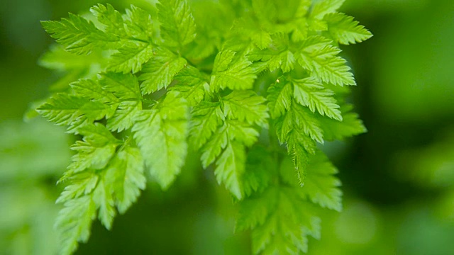 户外一株绿叶植物的特写镜头。浅景深视频素材