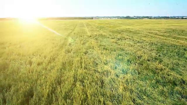 航拍:低空飞过黄绿麦田视频素材